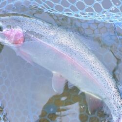 ラインブレイク頻発　～岡崎トラウトポンド～